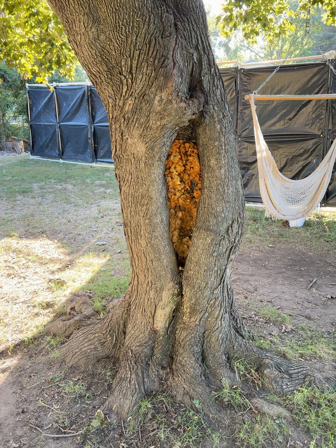 The actual tree before the monster build, showing its natural bark and existing hollow in The Hallow Path cemetery.